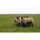 Filet de clôture moutons MaxiNet, électrifiable
