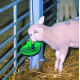 Übungstränkebecken für Kälber, Schafe, Ziegen und junge Tiere