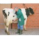 Détecteur de gestion HK pour vaches