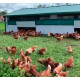 Bâtiment avicole déplaçable 6 x 10 x 1,8 m (60 m2)