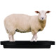 Pédiluve pour moutons 50l