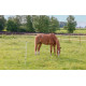 Filet à chevaux électrifiable 120 cm, L. 30 m blanc