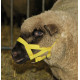 Kopfhalfter Nylon für Schafe/Böcke