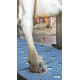 Tapis pulvérisateur pédiluve Vink (4 tapis)
